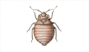 anticimex_vagglus_stor